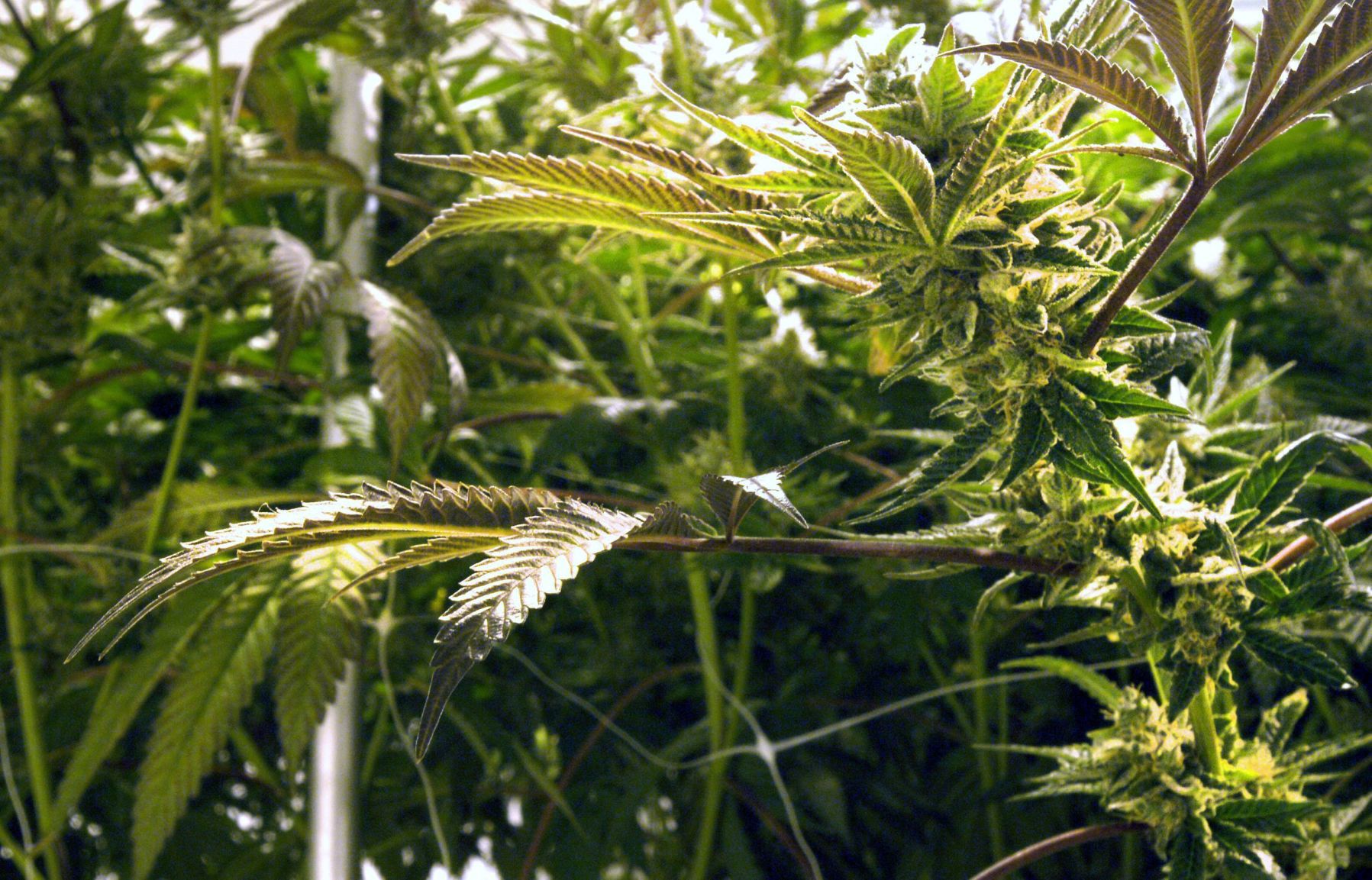010419-blm-loc-3marijuana